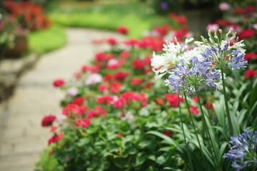 Fototapeta na wymiar blue African Lily flower decorating in garden