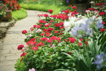 Fototapeta na wymiar blooming geranium flower plant in garden park