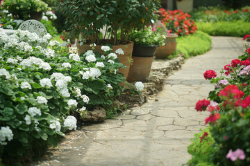 blooming geranium flower plant in garden park