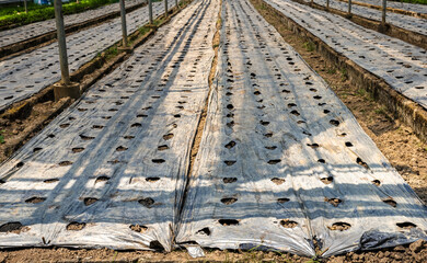 Agriculture mulching plastic sheet for modern organic vegtable farming 