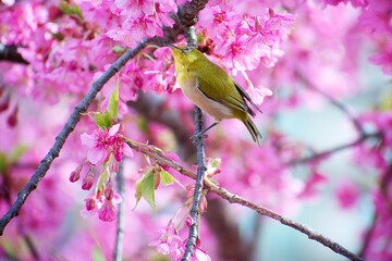 晴れた春　桜咲く木の枝に可愛い小鳥のメジロ