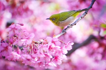 晴れた春　桜咲く木の枝に可愛い小鳥のメジロ
