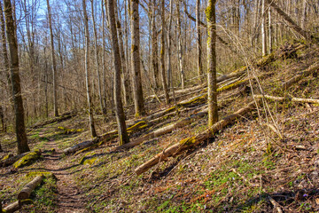 Obraz premium Spring feeling in a forest with a nature trail