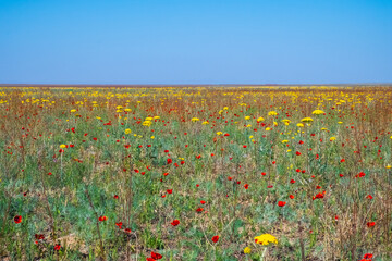 Blooming red and yellow flowers in Kazakh steppe. Spring in Kazakhstan. Travel, tourism in Kazakhstan. Natural background.