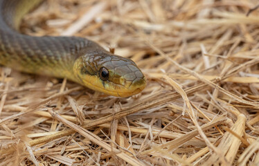 snake in the grass