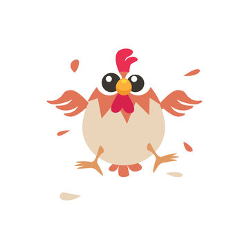 Chicken vector illustration, chicken character, rooster illustration