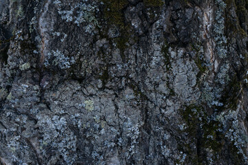 bark of a tree