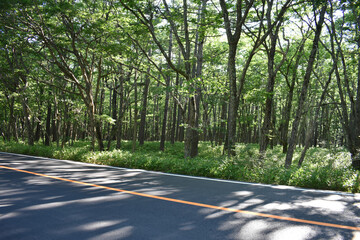 林道と太陽の光