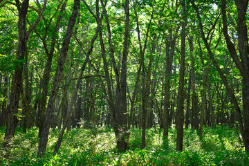 Fototapeta na wymiar 森の中の木々に太陽の光