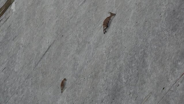 Alpine ibexes climb the steep walls of the Barbellino dam to lick the saltpetre, an efflorescence that forms on concrete buildings. Orobie alps. Italian alps. Wonders of nature