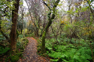 Fototapeta na wymiar autumnal tints and fern around forest path