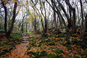 autumnal tints and mossy rocks in thick wild forest