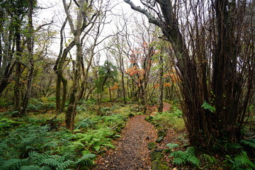 autumnal tints and fern around forest path