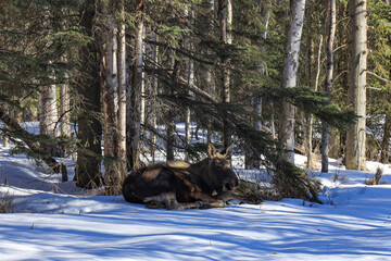 Moose taking a break