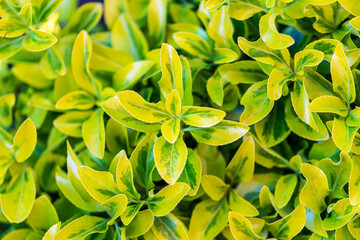 evergreen groundcover after a rainfall green background. green leaves in the garden against a blurred background