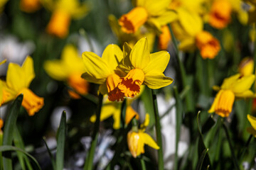 yellow daffodil in spring