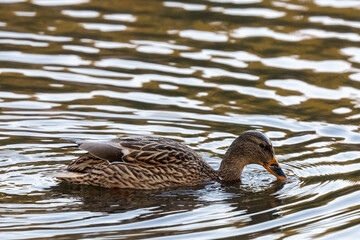 Domestic Ducs is spending her time.