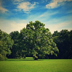 Beautiful nature background. Green deciduous trees in the landscape.