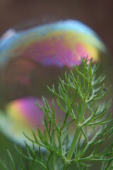 bulles, iridescent, texture, fond d'écran, reflet, miroir, transparence, fenouil, macro, globe,  savon, ciel, bleu, sphère, nature, abstrait, eau, vert, terre, planète, couleur, arc-en-ciel