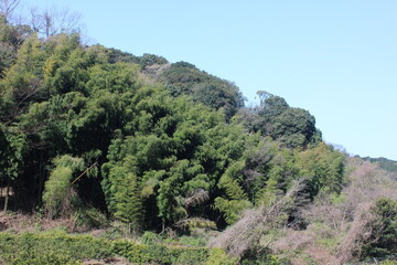 Fototapeta na wymiar 沼津・内浦の風景。内浦重須の里山。