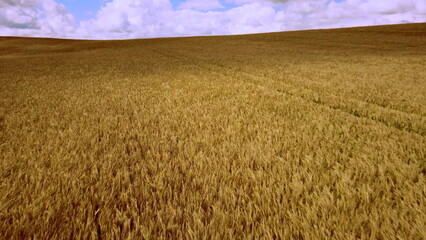 Fototapeta premium Aerial drone view flight over field of yellow ripe wheat. Horizon skyline. Blue sky and white clouds. Ripe harvest. Flying over ears of wheat grains. Agrarian. Landscape fields agro-industrial culture