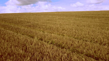 Aerial drone view flight over field of yellow ripe wheat. Horizon skyline. Blue sky and white clouds. Ripe harvest. Flying over ears of wheat grains. Agrarian. Landscape fields agro-industrial culture