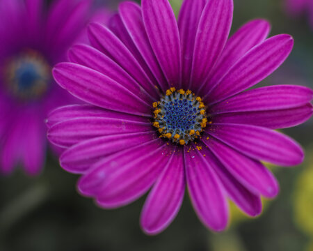 A lavender Cape Marguerite daisy . Close up . Frontal view . Twin image in background