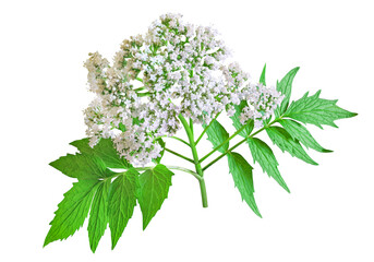 Valerian herb flower sprigs isolated on white background. Save work path - obrazy, fototapety, plakaty