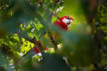 Red parrot with white beak sitting on the green tree branches in the backyard, Auckland