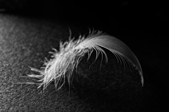 white fluffy feather on a black background