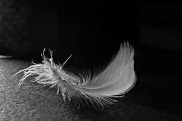 white fluffy feather on a black background