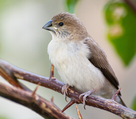 Indian Silverbill