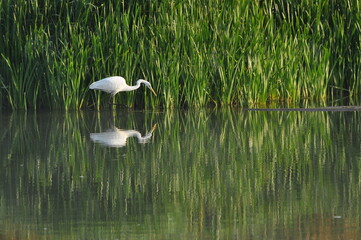 Great egret hunting fish at dawn on the river bank. Survival in the wild. Clever and agile hunter.