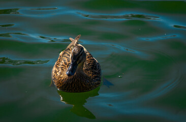 Duck (Female) on pond. 