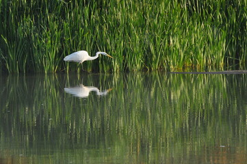 Great egret hunting fish at dawn on the river bank. Survival in the wild. Clever and agile hunter.