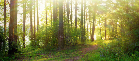 Fototapeta premium Beautiful forest in spring with bright sun shining through the trees