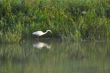 Great egret hunting fish at dawn on the river bank. Survival in the wild. Clever and agile hunter.