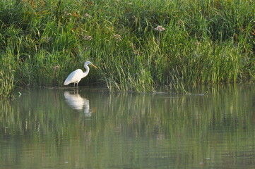 Great egret hunting fish at dawn on the river bank. Survival in the wild. Clever and agile hunter.