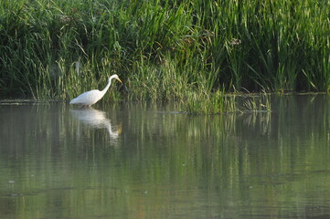 Great egret hunting fish at dawn on the river bank. Survival in the wild. Clever and agile hunter.