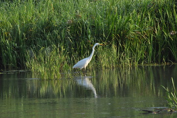 Great egret hunting fish at dawn on the river bank. Survival in the wild. Clever and agile hunter.