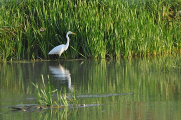 Great egret hunting fish at dawn on the river bank. Survival in the wild. Clever and agile hunter.