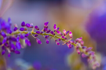 Fototapeta na wymiar purple panicle tree is locally plant of japan, wisteria grown in İstanbul