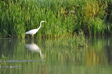 Great egret hunting fish at dawn on the river bank. Survival in the wild. Clever and agile hunter.