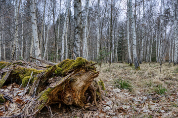 Eine im Birkenwald liegende Baumwurzel