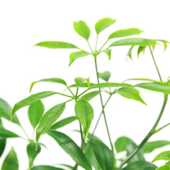 観葉植物、シェフレラ・コンパクタの葉【白背景】