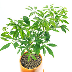 観葉植物、シェフレラ・コンパクタの葉【白背景】