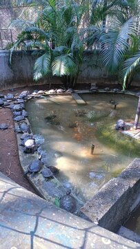 group of tortoises in the pond 