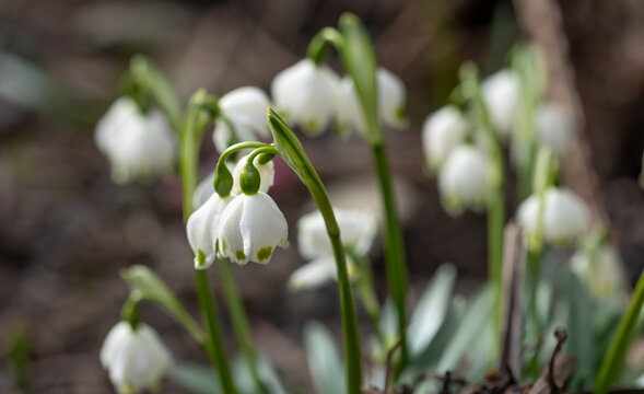 Close up, snowdrops in the ground, macro photography.