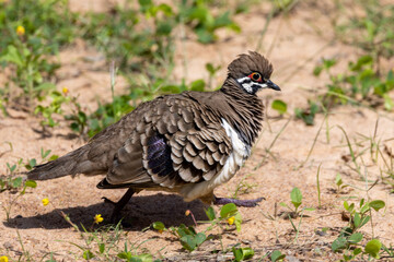 Squatter Pigeon in Queensland Australia