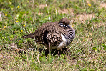 Squatter Pigeon in Queensland Australia